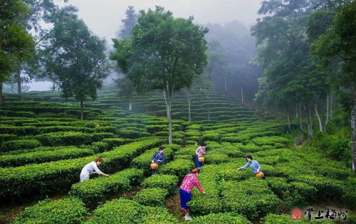看豐順鄉(xiāng)村巨變