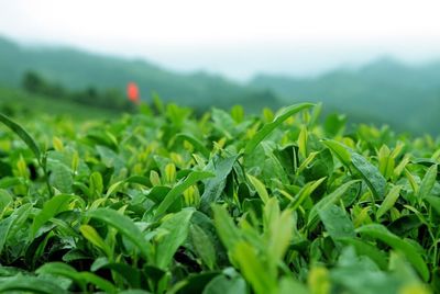 第六屆貴州茶業經濟年會召開