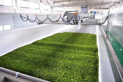 蕭氏茶業(yè)榮登中國農(nóng)企500強(qiáng)榜單，彰顯茶業(yè)發(fā)展新高度